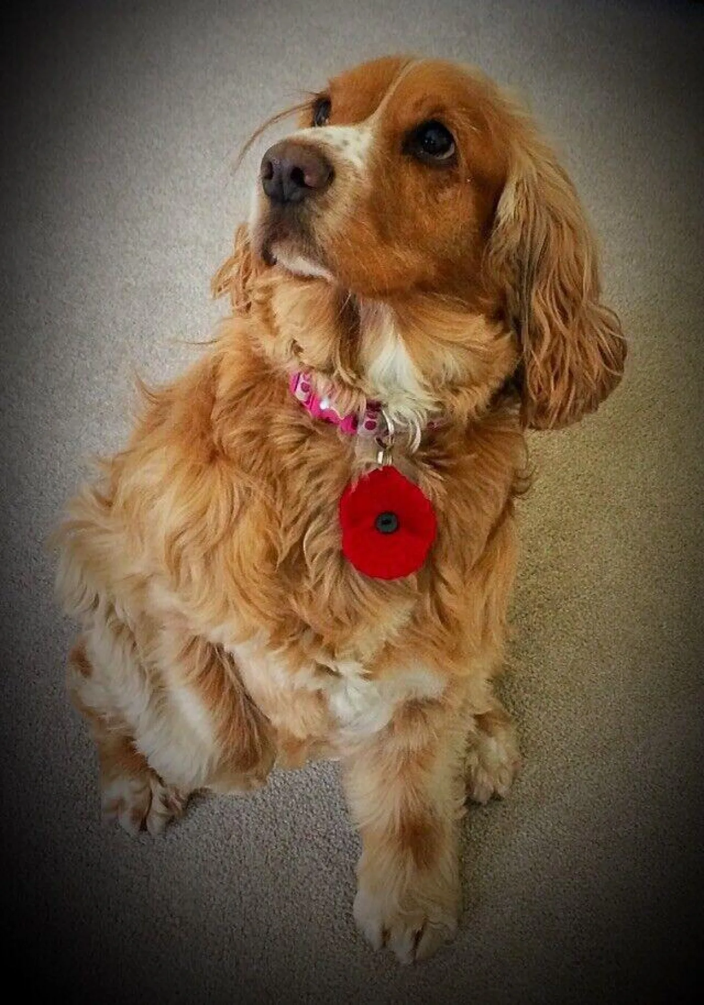 Knitted dog collar poppy dog